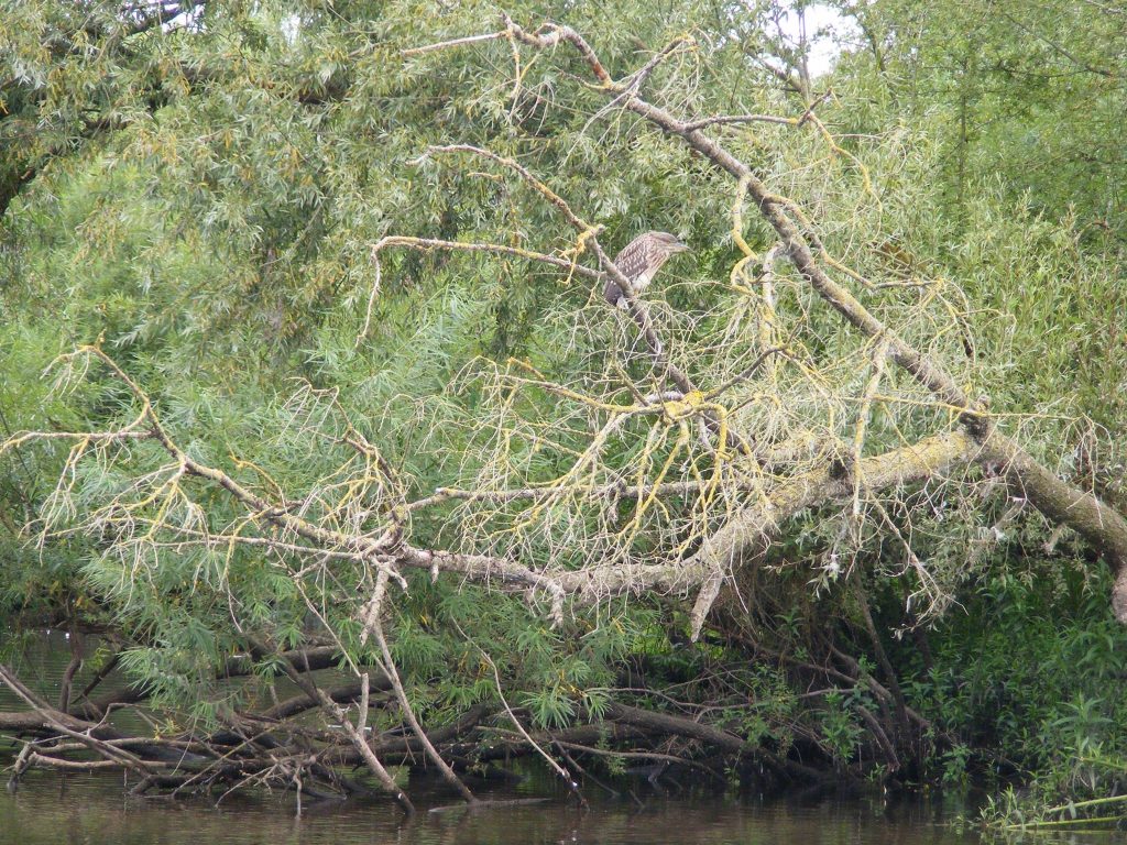 Jonge Kwak Jonge Kwak in Jachthaven De Maas